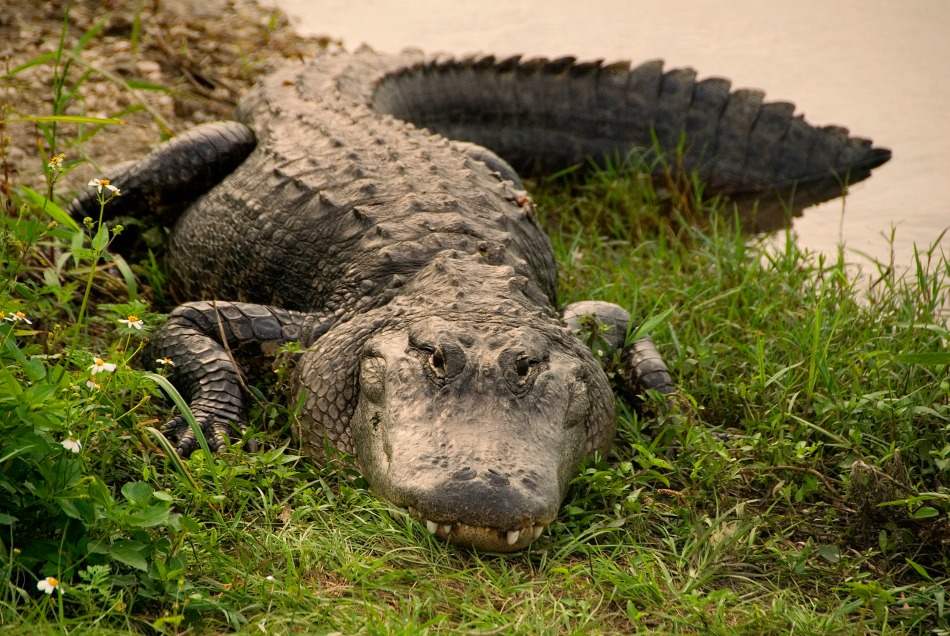 Alli Gator Photoshoot