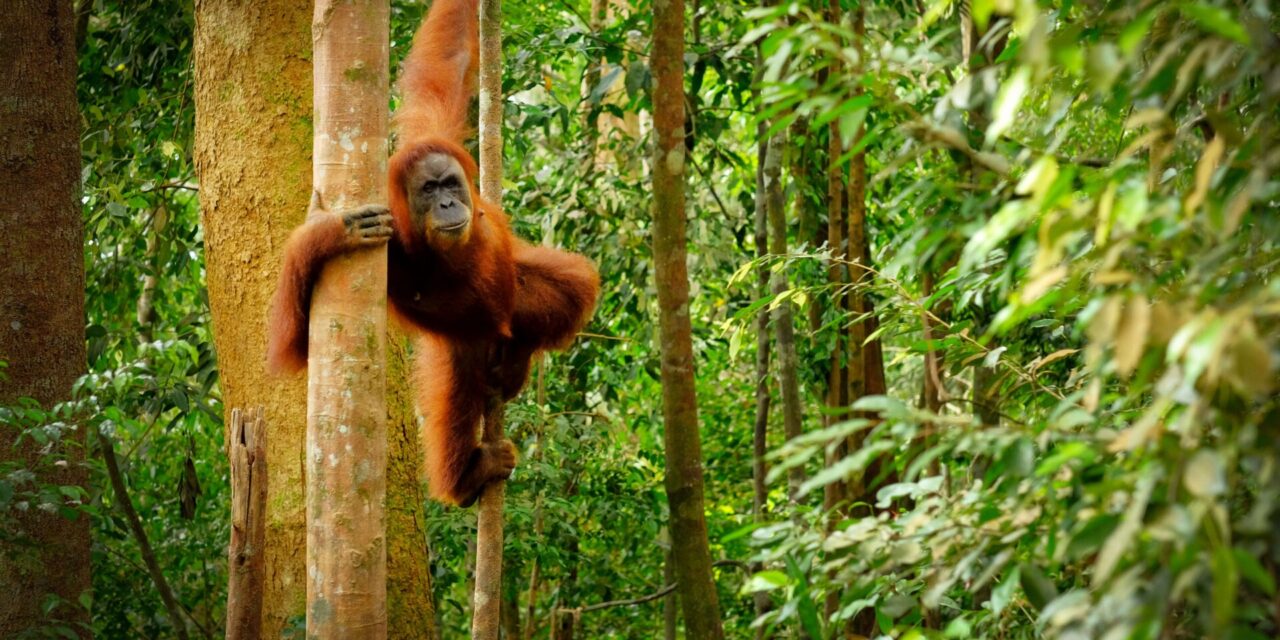 Orangutans & Rainforests: A Journey Through Borneo’s Wild Wonders