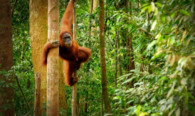 Orangutans & Rainforests: A Journey Through Borneo’s Wild Wonders